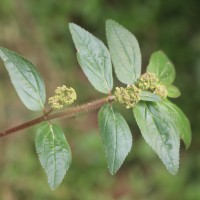 Euphorbia hirta L.